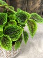 Pilea Moon Valley