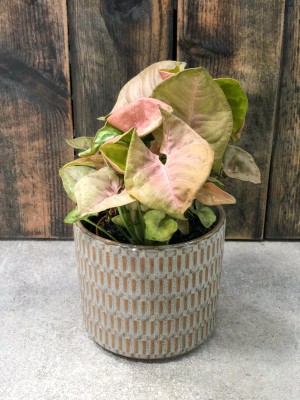 Syngonium Red Heart, zroślicha M