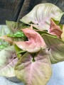 Syngonium Red Heart
