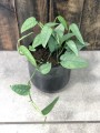 Epipremnum Cenu Blue