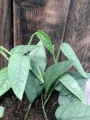 Epipremnum Cenu Blue