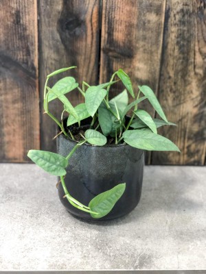 Epipremnum Cebu Blue