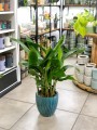 Heliconia psittacorum Hawaii