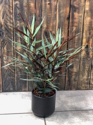 Zingiber officinale Alpinia, imbir lekarski