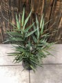 Zingiber officinale Alpinia Imbir lekarski
