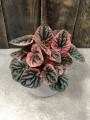 Peperomia caperata Apricot