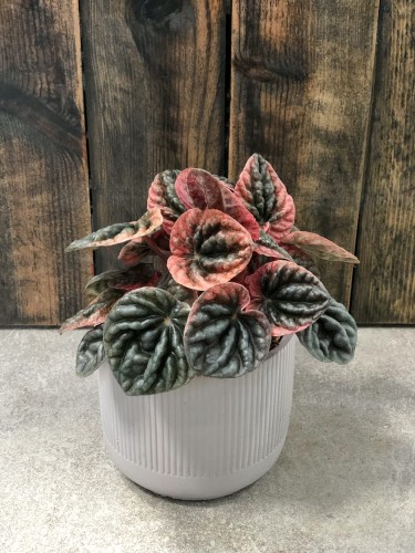 Peperomia caperata Apricot