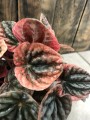 Peperomia caperata Apricot
