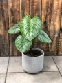 Philodendron Sodiroi