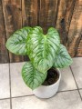 Philodendron Sodiroi
