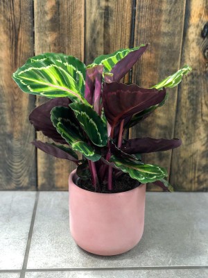 Calathea roseopicta Illustris, kalatea