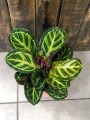 Calathea roseopicta Illustris