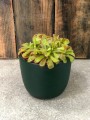 drosera