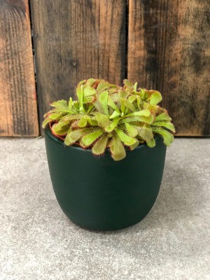 Drosera, rosiczka