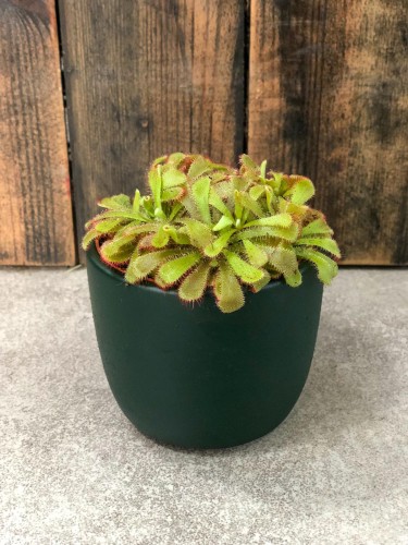 drosera