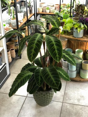 Calathea Warscewiczii XL, kalatea