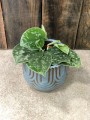 Scindapsus pictus Silvery Ann