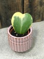 Hoya Kerrii variegata