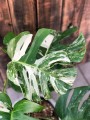 Monstera Deliciosa Variegata