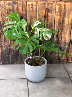 Monstera deliciosa variegata, monstera dziurawa