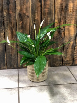 Spathiphyllum Bellini, skrzydłokwiat