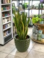 Sansewieria Laurentii XL