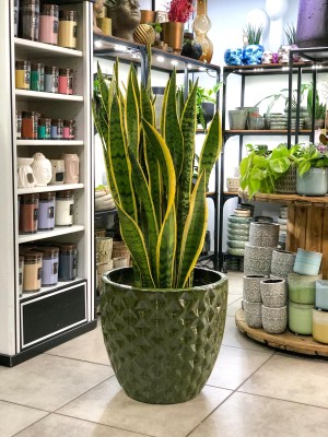 Sansevieria Laurentii XL