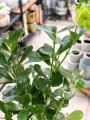 Clusia Rosea Kluzja XL