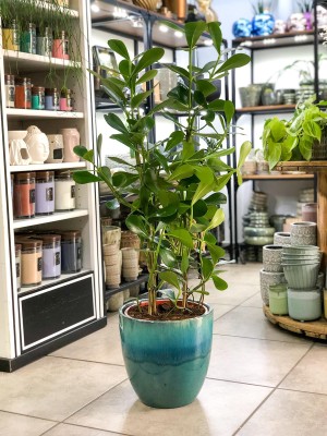 Clusia rosea, kluzja XL