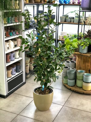 Camellia Japonica, kamelia