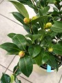 Camellia Japonica Kamelia