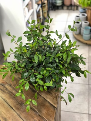 Aeschynanthus marmurkowy, eszynantus