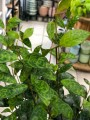 Aeschynanthus marmurkowy