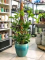Philodendron pedatum L