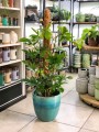 Philodendron pedatum L palik
