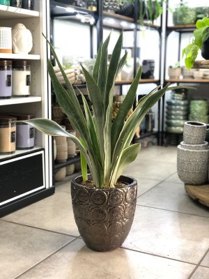 Sansevieria aubrytniana Metallica