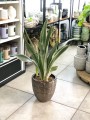 Sansewieria Aubrytniana Metallica
