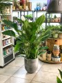 Spathiphyllum Torelli