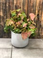 Syngonium Neon Robusta