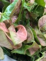 Syngonium Neon Robusta różowe