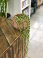 Senecio Rowleyanus Variegata