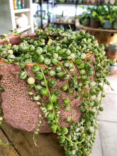 Senecio Rowleyanus Variegata