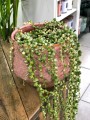 Senecio Rowleyanus Variegata starzec
