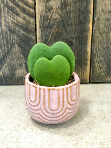 Hoya Kerrii variegata podwójna