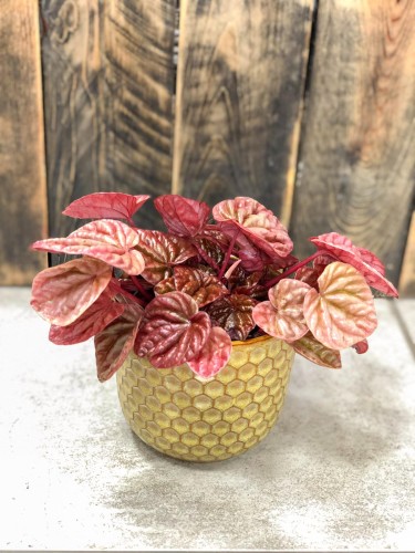 Peperomia kędzierzawa Quito