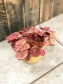 Peperomia caperata Quito