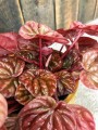 Peperomia caperata Quito