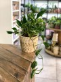 Epipremnum Shangri La