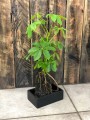 Schefflera Lavasteen na lawie