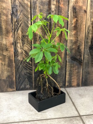 Schefflera Lavasteen, szeflera na skale wulkanicznej
